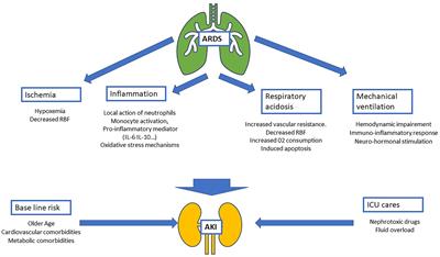 When the Renal (Function) Begins to Fall: A Mini-Review of Acute Kidney Injury Related to Acute Respiratory Distress Syndrome in Critically Ill Patients
